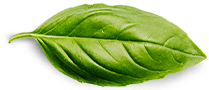 Contact basil leaf